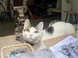 Reunited Female Cat last seen Durocher avenue Outremont, Montréal, QC 