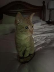 Lost Male Cat last seen Monroe Court cul de sac off Liberty Way loop in Foundera Pointe neighborhood, Carrollton, VA 23314