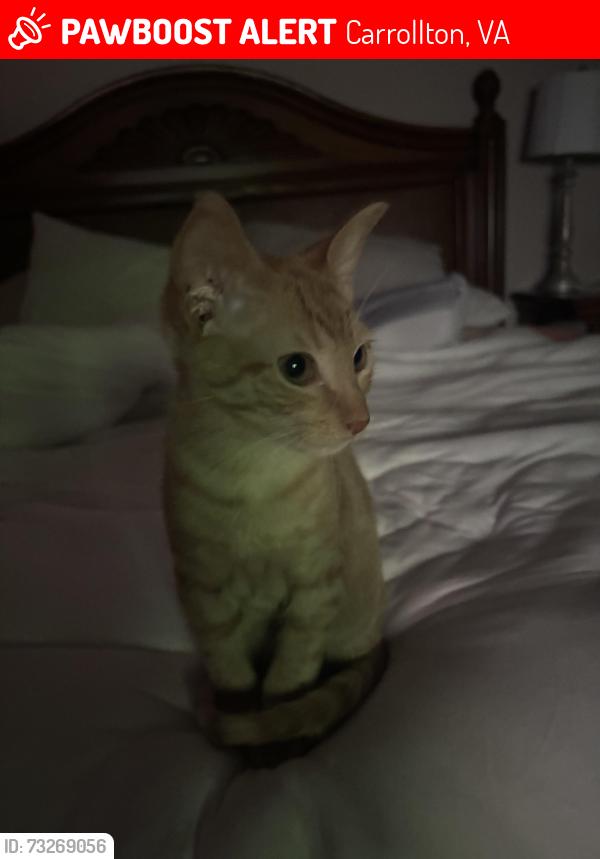 Lost Male Cat last seen Monroe Court cul de sac off Liberty Way loop in Foundera Pointe neighborhood, Carrollton, VA 23314