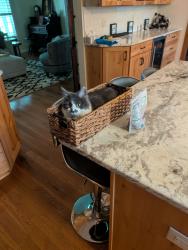 Lost Female Cat last seen 65th and Ewing, Indianapolis, IN 46220