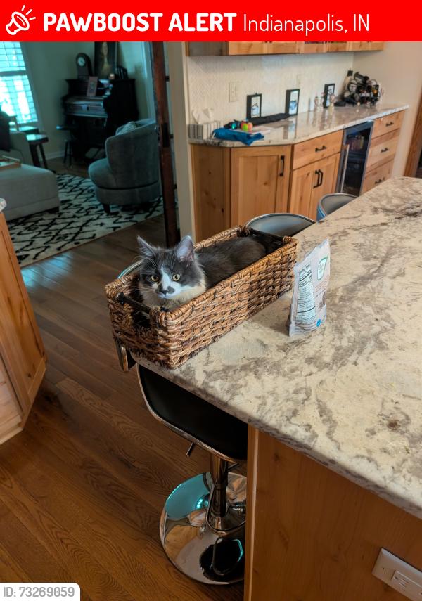 Lost Female Cat last seen 65th and Ewing, Indianapolis, IN 46220