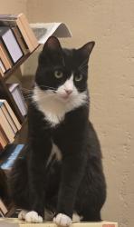 Reunited Male Cat last seen 1st str., Pleasanton, CA 94566