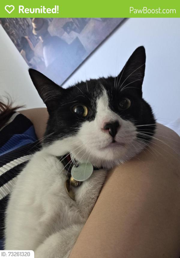 Reunited Male Cat last seen Avenue Papineau avec Belanger, Montréal, QC 