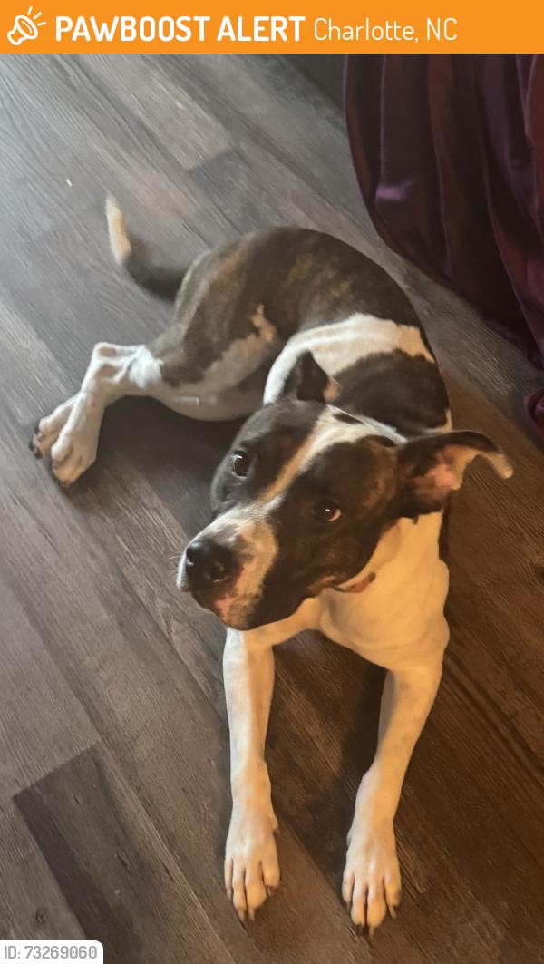 Found/Stray Female Dog last seen Sharon Lakes Dr, Charlotte, NC 28210