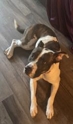 Found/Stray Female Dog last seen Sharon Lakes Dr, Charlotte, NC 28210