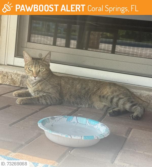 Found/Stray Unknown Cat last seen Fuji mura, Coral Springs, FL 33071