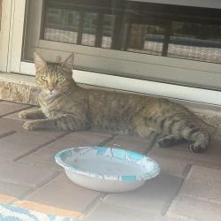 Found/Stray Unknown Cat last seen Fuji mura, Coral Springs, FL 33071