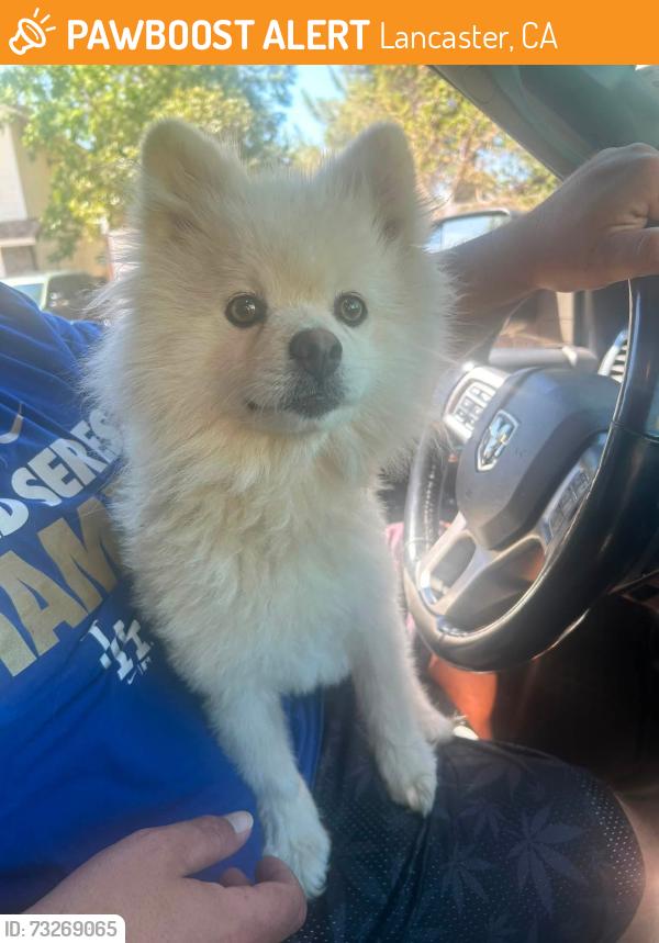 Found/Stray Male Dog last seen J-4 and 17th St East, Lancaster, CA 93535