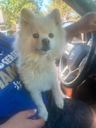 Found/Stray Male Dog last seen J-4 and 17th St East, Lancaster, CA 93535