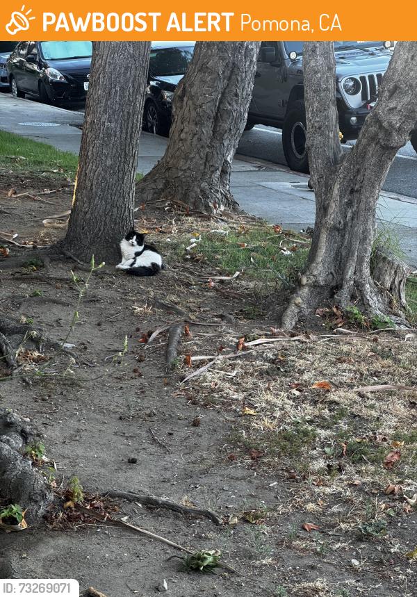 Found/Stray Unknown Cat last seen Grove and Drake St, Pomona, CA 91767