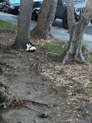 Found/Stray Unknown Cat last seen Grove and Drake St, Pomona, CA 91767