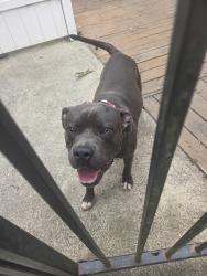 Found/Stray Male Dog last seen Berkshire Downs Drive, Raleigh, NC 27616