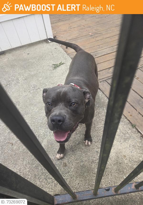 Found/Stray Male Dog last seen Berkshire Downs Drive, Raleigh, NC 27616