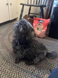Found/Stray Male Dog last seen Wilder rd and Imlay city rd in Lapeer, mi, Lapeer, MI 48446