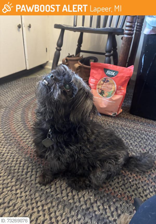 Found/Stray Male Dog last seen Wilder rd and Imlay city rd in Lapeer, mi, Lapeer, MI 48446