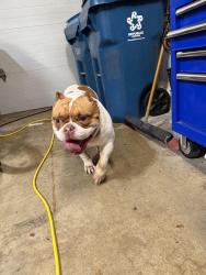 Found/Stray Male Dog last seen Middlebury & Montgomery Rd, Aurora, IL 60504