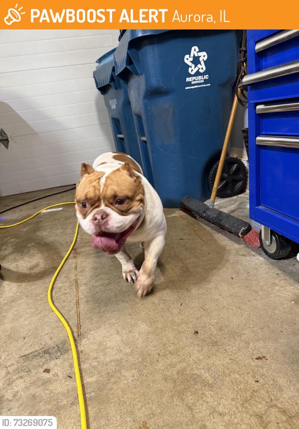 Found/Stray Male Dog last seen Middlebury & Montgomery Rd, Aurora, IL 60504