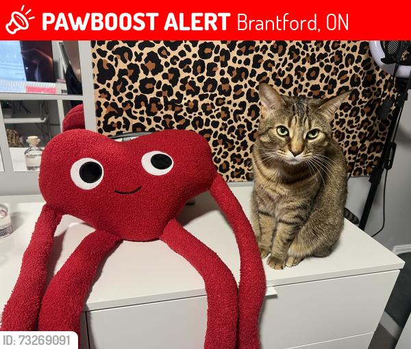 Lost Female Cat last seen erie ave, Brantford, ON 