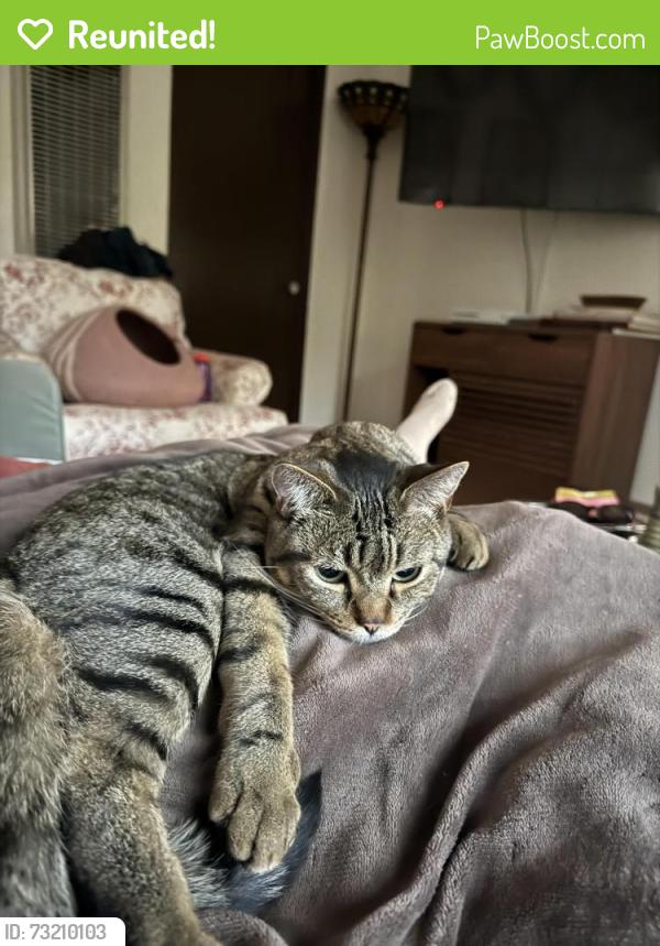 Reunited Male Cat last seen Front st and W walnut Ave, San Diego, CA 92116