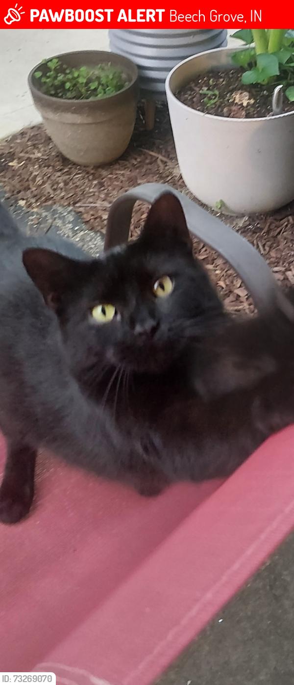 Lost Female Cat last seen Thompson and Emerson, Beech Grove, IN 46107
