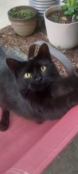 Lost Female Cat last seen Thompson and Emerson, Beech Grove, IN 46107