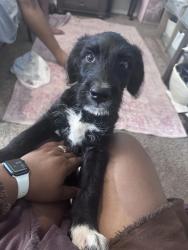 Lost Female Dog last seen NW 68th St and MacArthur, Warr Acres, OK 73132