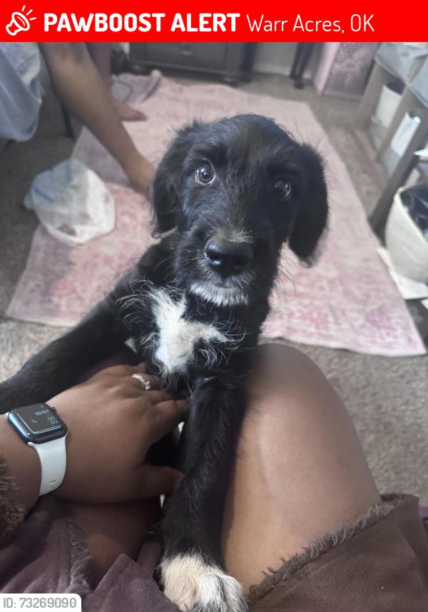 Lost Female Dog last seen NW 68th St and MacArthur, Warr Acres, OK 73132
