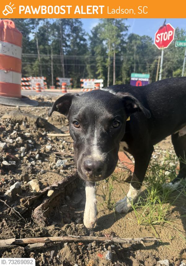 Found/Stray Male Dog last seen Von Oshen and lincolnvolle rd, Ladson, SC 29456