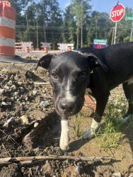 Found/Stray Male Dog last seen Von Oshen and lincolnvolle rd, Ladson, SC 29456