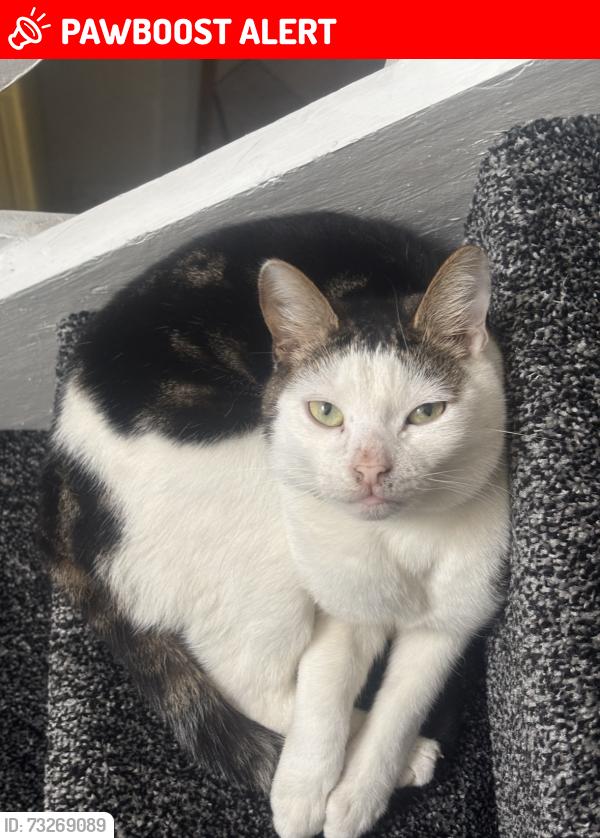 Lost Male Cat last seen Holyrood nursery, Greater Manchester, England M6 8FH