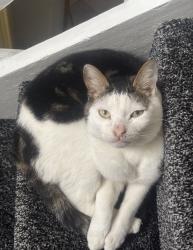 Lost Male Cat last seen Holyrood nursery, Greater Manchester, England M6 8FH