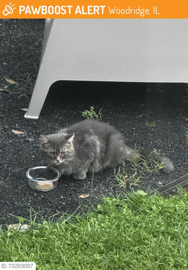 Found/Stray Unknown Cat last seen Crabtree Creek, Woodridge, IL 60517