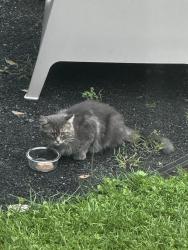 Found/Stray Unknown Cat last seen Crabtree Creek, Woodridge, IL 60517