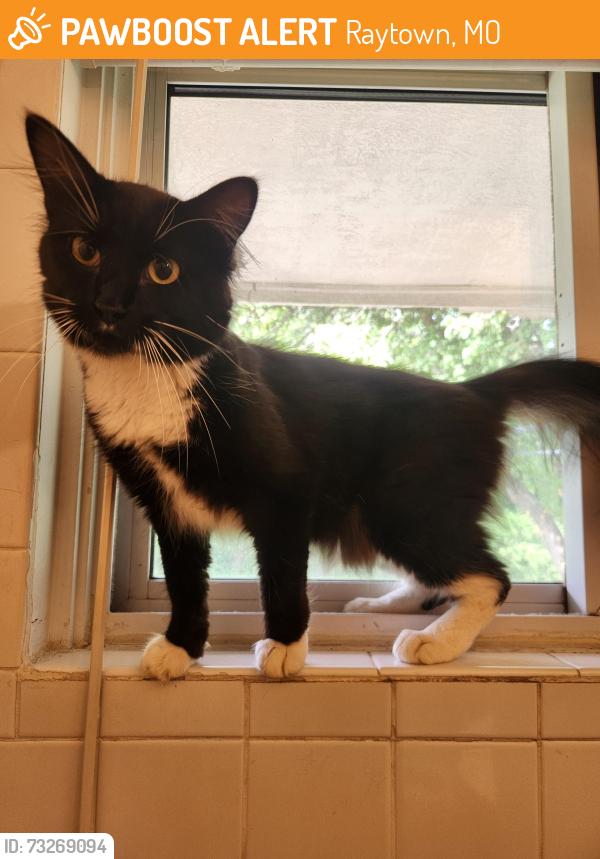 Found/Stray Male Cat last seen Found near 83rd and sterling, Raytown, MO 64138