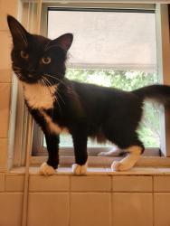 Found/Stray Male Cat last seen Found near 83rd and sterling, Raytown, MO 64138
