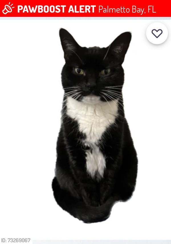 Lost Male Cat last seen SW. 162nd St. and 83rd Ave., Palmetto Bay, FL 33157