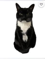 Lost Male Cat last seen SW. 162nd St. and 83rd Ave., Palmetto Bay, FL 33157