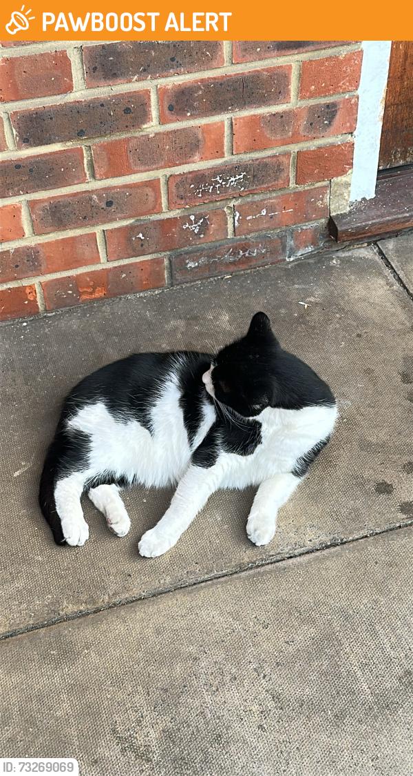 Found/Stray Unknown Cat last seen Home field prep school, Greater London, England SM1 2SX