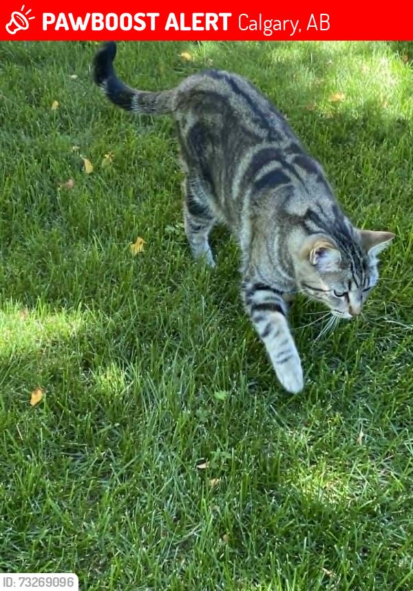 Lost Female Cat last seen Strathridge Place S.W., Calgary, AB 