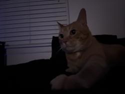 Lost Male Cat last seen By the basket ball court in echo creek, San Antonio, TX 78240