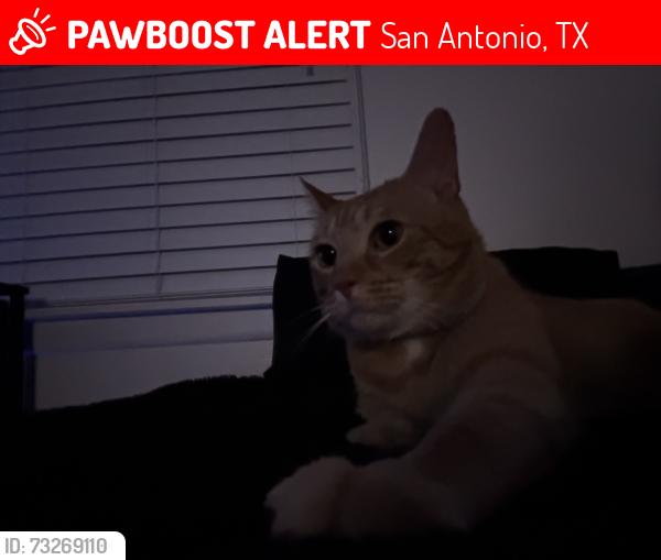 Lost Male Cat last seen By the basket ball court in echo creek, San Antonio, TX 78240
