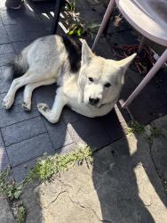 Reunited Male Dog last seen 35th and Franklin (across from tramway nonprofit center), Denver, CO 80205