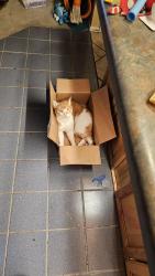 Lost Male Cat last seen W. 78th Place and Webster, SE of Wadsworth and 80th Avenue, Arvada, CO 80003