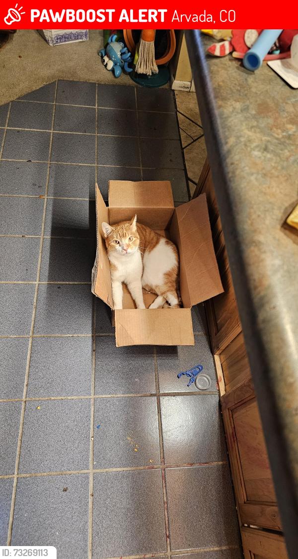 Lost Male Cat last seen W. 78th Place and Webster, SE of Wadsworth and 80th Avenue, Arvada, CO 80003