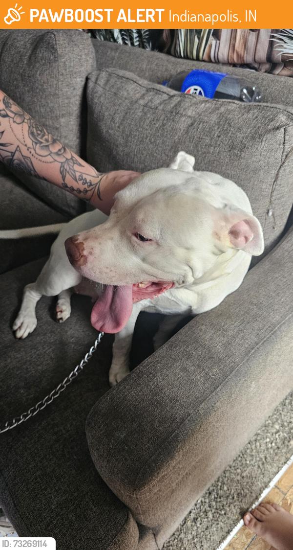 Found/Stray Female Dog last seen Was told 34th and shadeland, Indianapolis, IN 46203