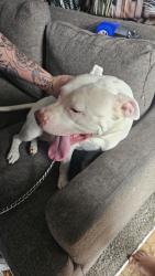 Found/Stray Female Dog last seen Was told 34th and shadeland, Indianapolis, IN 46203