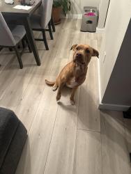 Found/Stray Female Dog last seen 112th and Huron, Northglenn, CO 80234