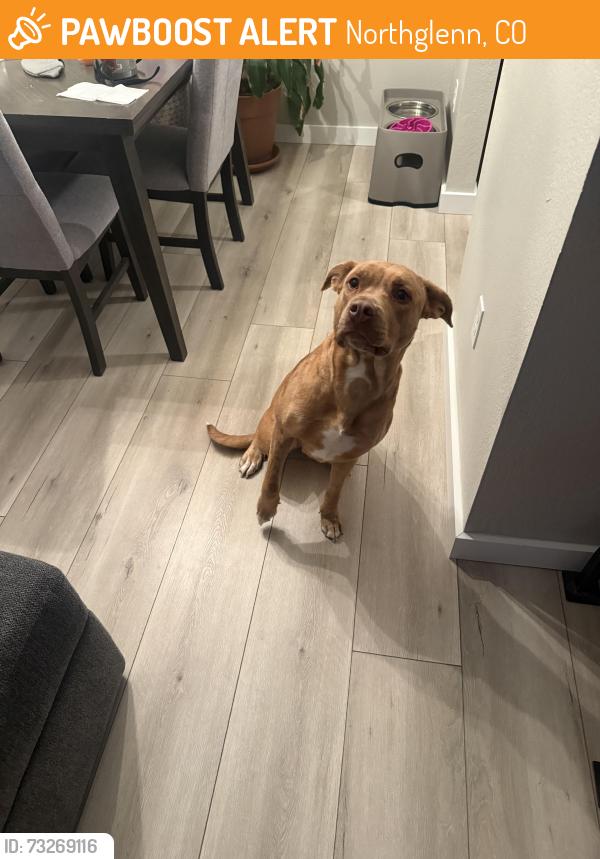 Found/Stray Female Dog last seen 112th and Huron, Northglenn, CO 80234