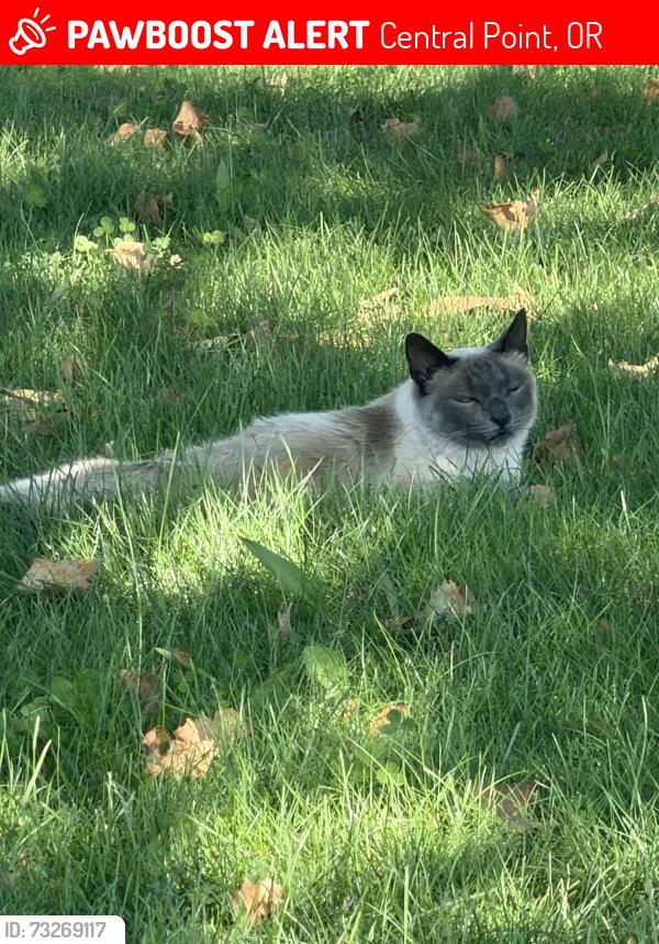 Lost Female Cat last seen Table Rock Rx, Central Point, OR 97502