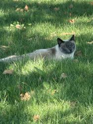 Lost Female Cat last seen Table Rock Rx, Central Point, OR 97502